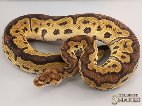 0.1 Clown double het Lavender Piebald 2023