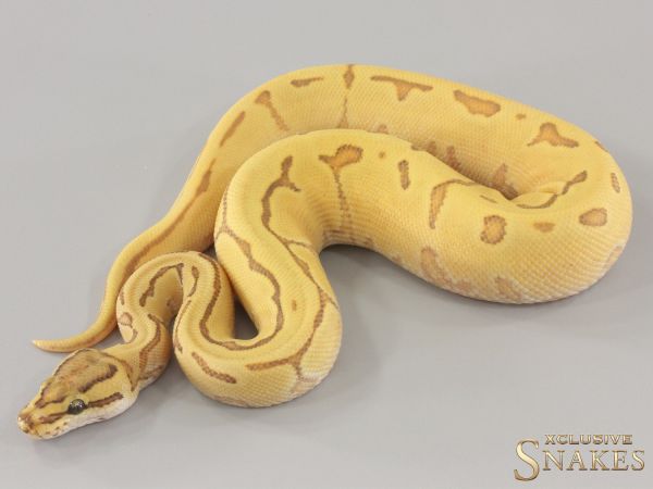 1.0 Enchi Orange Dream Pinstripe Desert Ghost het Piebald 2024