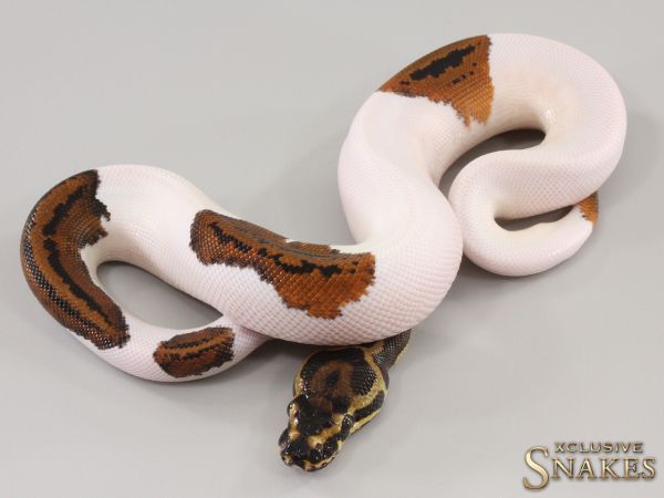 1.0 Confusion Yellow Belly Piebald 2023