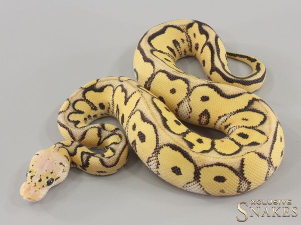 1.0 Pastel Desert Ghost Clown het Hypo 2024