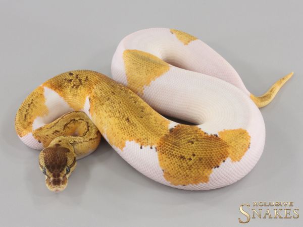 0.1 Pastel Pinstripe Gravel Piebald 2024