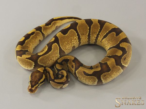 1.0 Enchi Vanilla double het Desert Ghost Piebald 2024