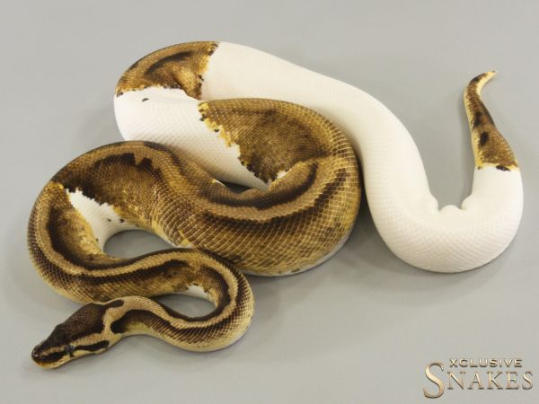 1.0 Pastel Piebald het Desert Ghost 2021