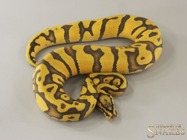 0.1 Pastel Enchi Fire Confusion Hypo het Clown 2024