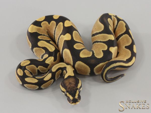 0.1 Enchi Desert Ghost het Piebald 2024