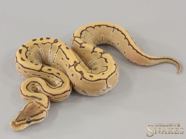 0.1 Special Pinstripe Desert Ghost het Piebald 2024