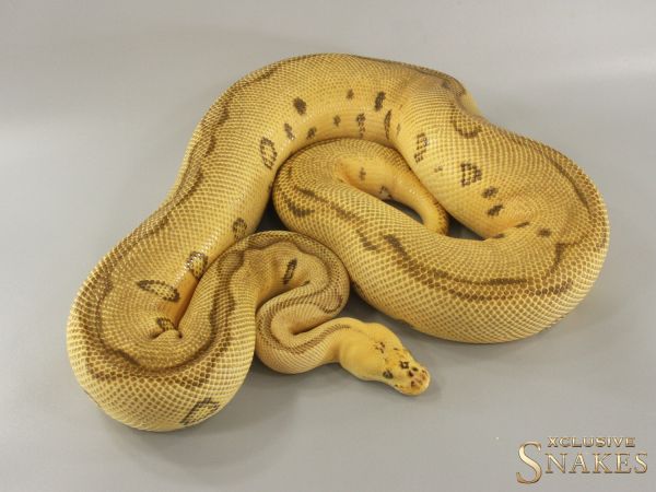 0.1 Super Pastel Enchi Leopard Clown het Desert Ghost 2021