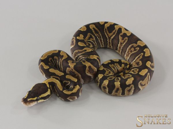 0.1 GHI Enchi double het Desert Ghost Clown 2024