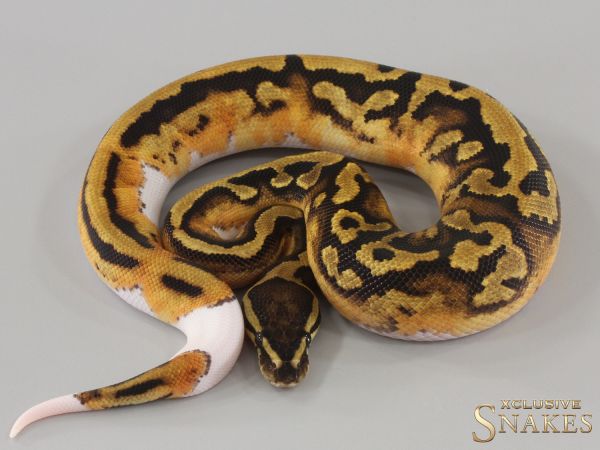 1.0 Piebald double het Lavender Clown 2024