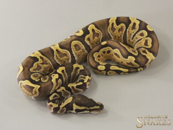 1.0 Enchi GHI pos Vanilla Desert Ghost het Piebald 2024