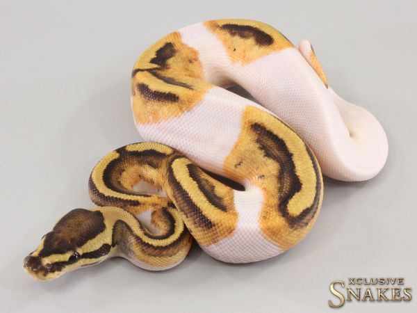 0.1 Enchi Fire Black Pastel Piebald 2023