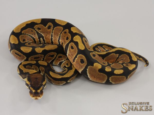 0.1 Triple het Hypo Desert Ghost Clown 2023