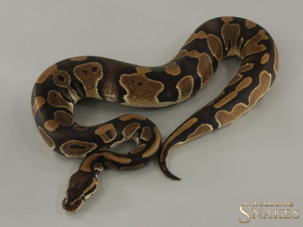 0.1 Double het Clown or Cryptic Piebald 2023