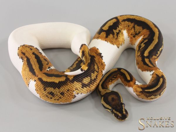 0.1 Yellow Belly Piebald double het Lavender Clown 2023