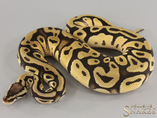 1.0 Pastel pos Orange Dream Desert Ghost double het Clown Piebald 2024