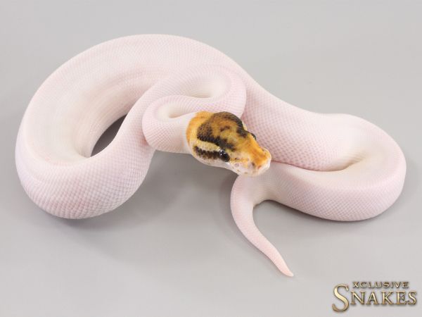 1.0 Special Desert Ghost Piebald 2023