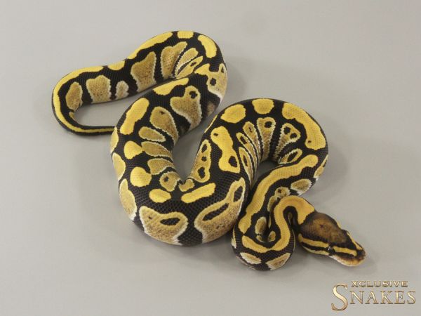 0.1 Desert Ghost double het Hypo Clown 2024