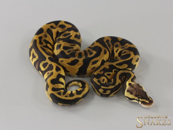 0.1 Pastel Leopard pos Special double het Desert Ghost Clown 2024