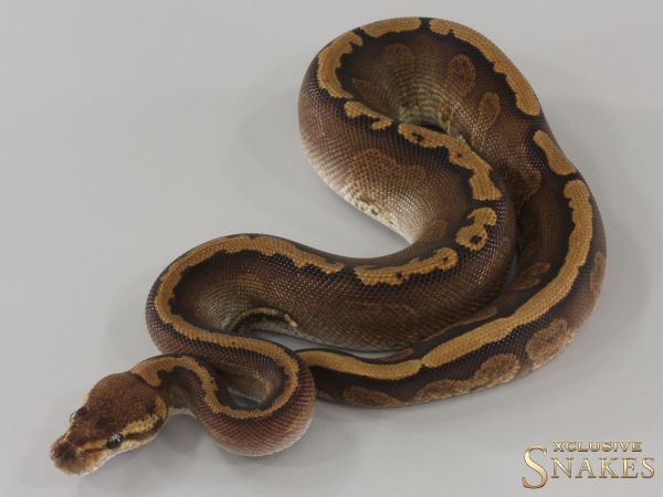 1.0 Super Red Stripe GHI triple het Ultramel Desert Ghost Genetic Stripe 2024