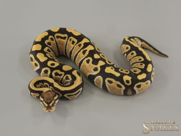 0.1 Desert Ghost double het Hypo Clown 2024