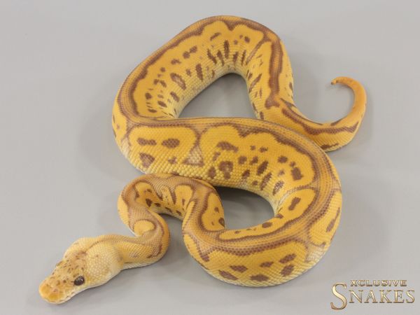 0.1 Pastel Leopard pos GHI Ultramel Clown 2024