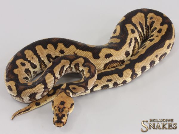 1.0 Orange Dream Spotnose Clown het Piebald 2023