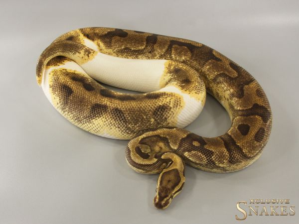 0.1 Enchi Vanilla Piebald 2019