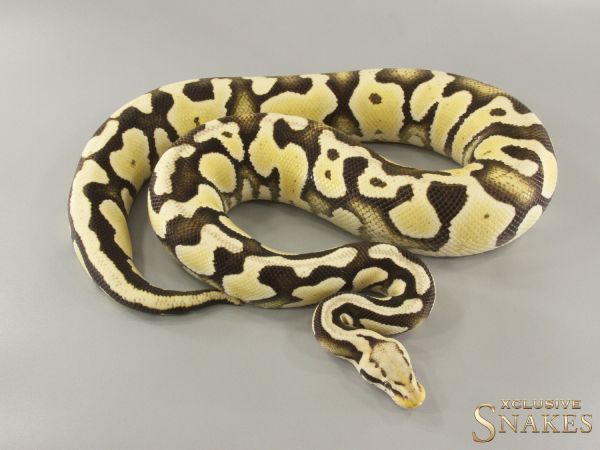 0.1 Pastel Special Desert Ghost het Clown 2021