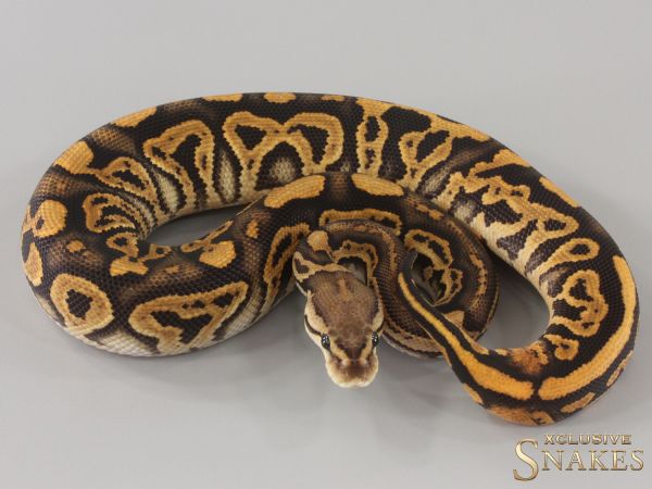 0.1 Black Pastel Wookie Vanilla Crypton het RECO 2024