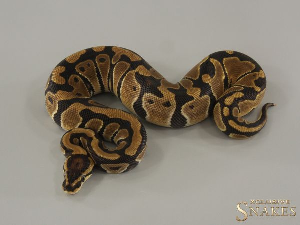 0.1 Triple het Candy Clown Piebald 2024