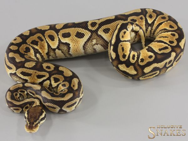 0.1 Pastel pos Special double het Black Axanthic Clown 2023