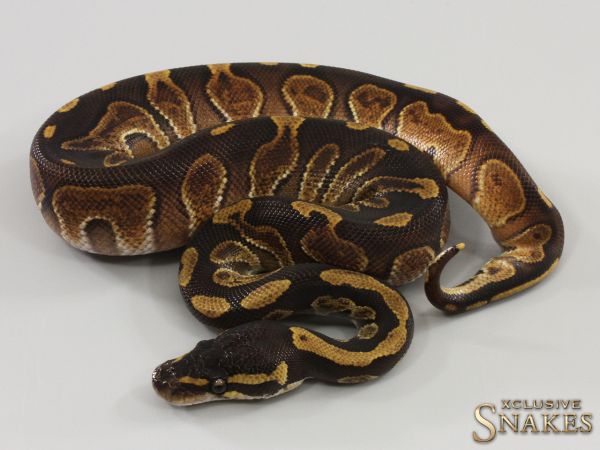 1.0 Black Head Enchi Special 2023