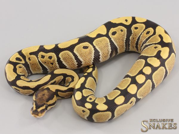 0.1 Desert Ghost het Clown 2023