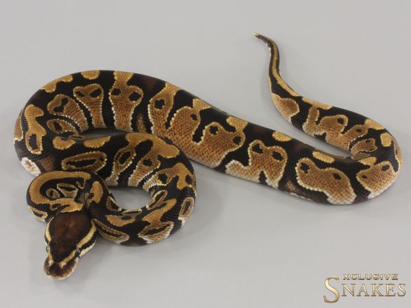 1.0 Triple het Lavender Clown Piebald 2024