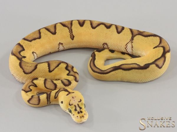 1.0 Pastel Enchi Clown double het Hypo Desert Ghost 2024