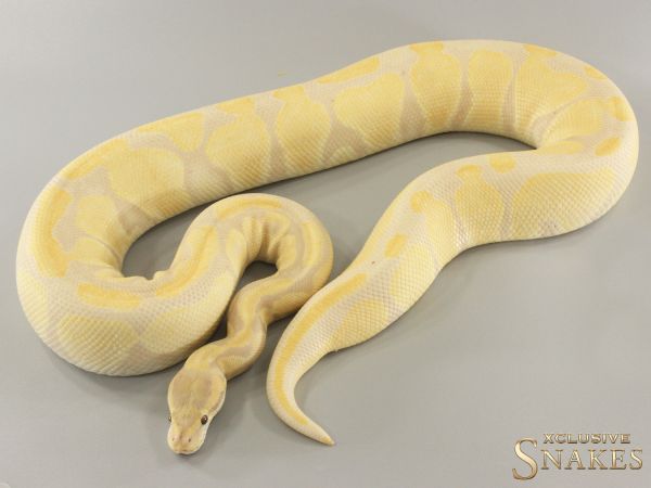 0.1 Lavender Albino 2011 - (2,3Kg)