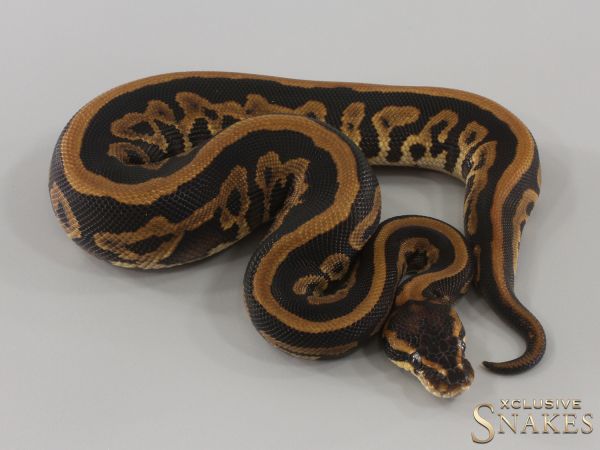 0.1 Copper Leopard double het Desert Ghost Piebald 2024