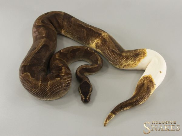 1.0 Enchi GHI Piebald 2021